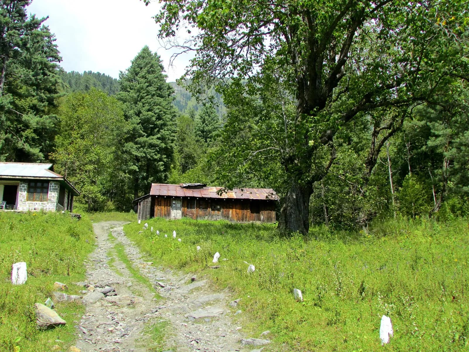 Sharaan Forest & Sharaan Waterfall tour
